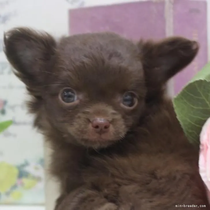 ID：2212-00376の子犬