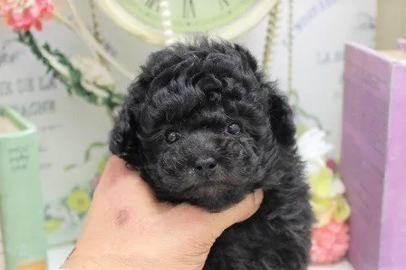 ID:2010-03294の子犬