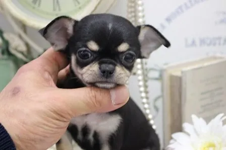 ID：2012-01925の子犬