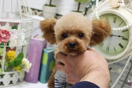 ID：1912-02735の子犬