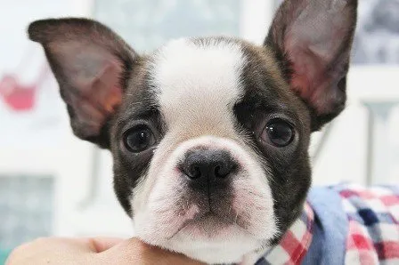ID:1502-00211の子犬