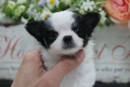 ID:1302-00154の子犬