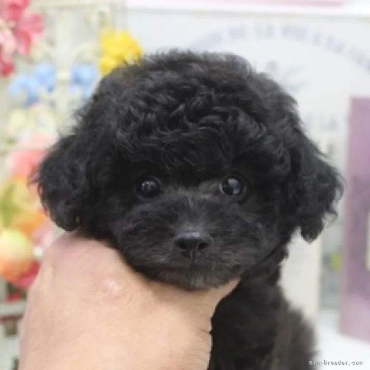 ID：2306-03306の子犬