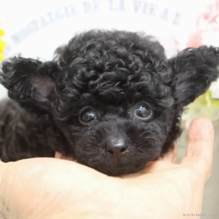 ふわふわちゃん 様のお迎えした子犬