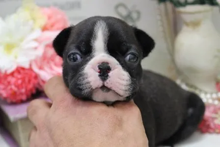 T.K 様のお迎えした子犬