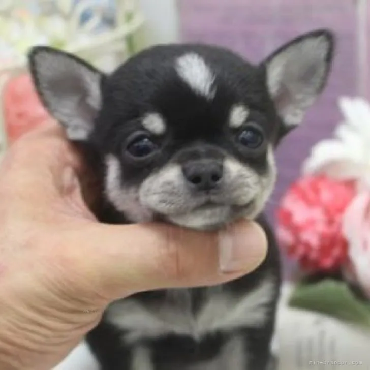 ID:2311-00162の子犬