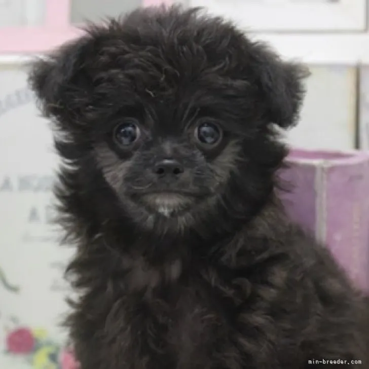 ID:2305-05402の子犬
