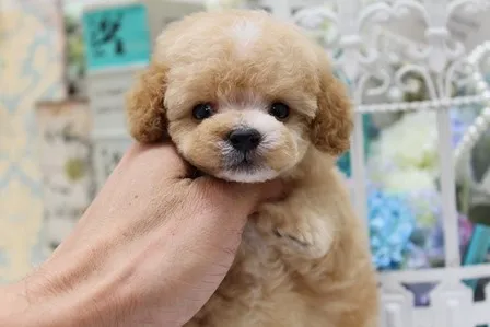 ID:1406-00689の子犬