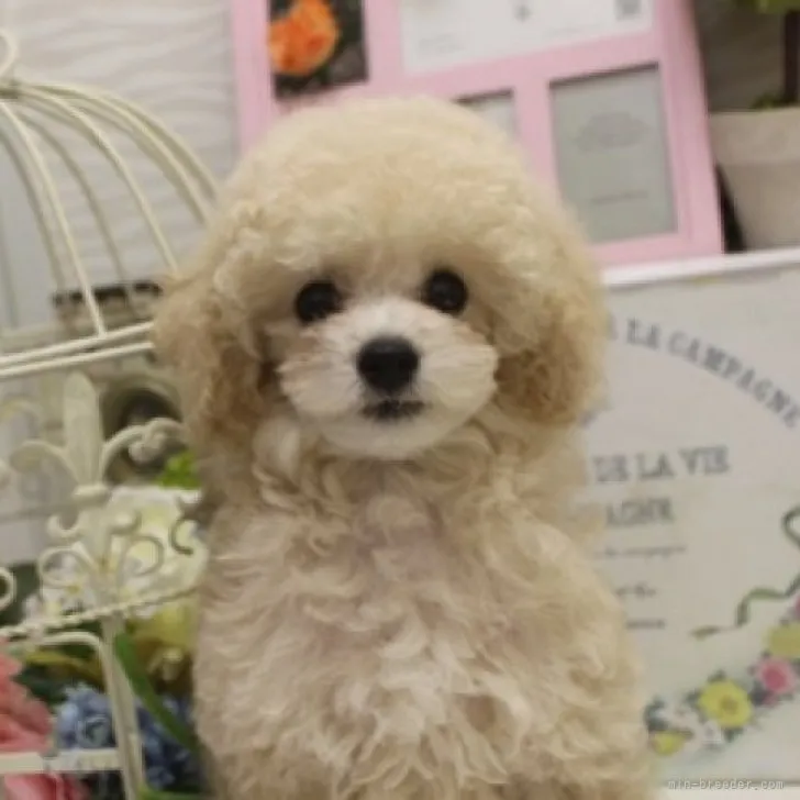 ID:2306-03307の子犬