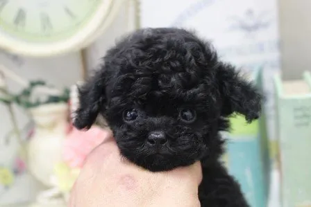 ID:2104-02387の子犬