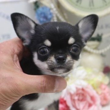 チワワ(スムース)【大阪府・男の子・2023年9月26日・ブラックタン】の写真「お鼻ぺったんこ！」