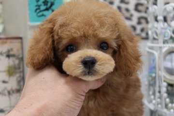 トイプードル(ティーカップ)【大阪府・男の子・2014年4月29日・アプリコット】の写真「超！超！！超！！！短いお鼻！！」