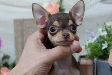 チワワ(スムース)【大阪府・女の子・2013年1月19日・チョコタン】の写真「」