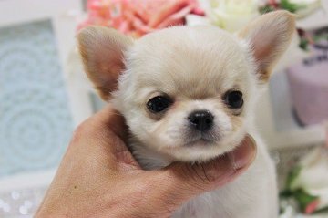 チワワ(ロング)【大阪府・女の子・2015年1月17日・クリーム】の写真「お鼻ぺったんこチワワン♪」
