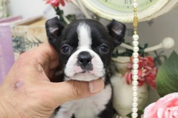 ボストンテリア【大阪府・男の子・2020年8月9日・ボストンカラー】の写真「お鼻ぺったんこ！！」