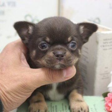 チワワ(スムース)【大阪府・女の子・2023年3月17日・チョコタン】の写真「綺麗なチョコカラー！！」