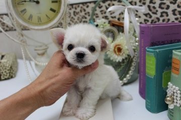 マルチー【大阪府・男の子・2013年4月9日・ホワイト】の写真「世界に１匹！！？マルチ～君！！」