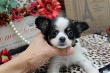チワワ(ロング)【大阪府・女の子・2013年11月4日・ホワイト&ブラックタン】の写真「大きなおめめの女の子♪」