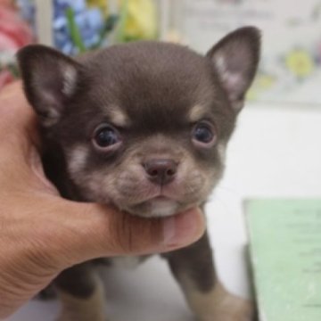 チワワ(スムース)【大阪府・男の子・2023年3月17日・チョコタン】の写真「カワウソ君♪＾＾」