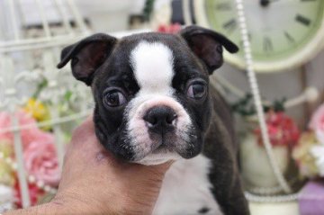 ボストンテリア【大阪府・男の子・2020年8月23日・ボストンカラー】の写真「お顔＆体の柄の模様（白毛の入り方バッチリ綺麗！！）」