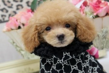 トイプードル(ティーカップ)【大阪府・女の子・2014年8月16日・アプリコット】の写真「成犬時予想体重１．８㌔未満のティーカップサイズ！！」