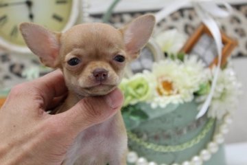 チワワ(スムース)【大阪府・男の子・2013年3月17日・フォーン】の写真「極チビ君！！」