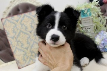ボーダーコリー【大阪府・女の子・2014年3月9日・ブラック&ホワイト】の写真「」