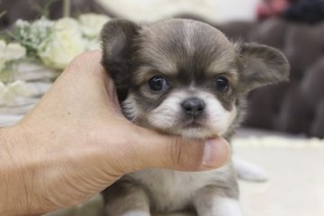 チワワ(ロング)【大阪府・女の子・2013年10月15日・フォーン&ホワイト】の写真「お鼻ペッタンコ！！」