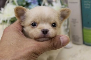 チワワ(ロング)【大阪府・女の子・2014年8月28日・クリーム】の写真「人気のクリームカラー♪」