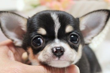 チワワ(スムース)【大阪府・女の子・2015年1月18日・ブラックタン&ホワイト】の写真「成犬時予想体重1,5㌔未満のチビサイズ！！」