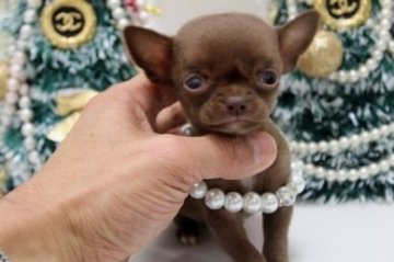 チワワ(スムース)【大阪府・男の子・2014年10月6日・チョコソリット】の写真「極極ちびちびサイズ！！」