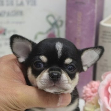 チワワ(スムース)【大阪府・女の子・2023年5月1日・ブラックタン】の写真「おはなぺったんこ！！」