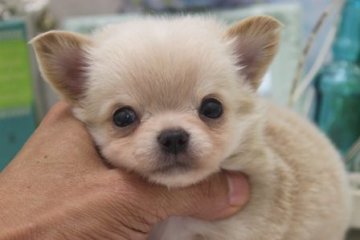 チワワ(ロング)【大阪府・男の子・2014年8月3日・クリーム】の写真「成犬時予想体重１．２㌔前後の極チビサイズ！！」