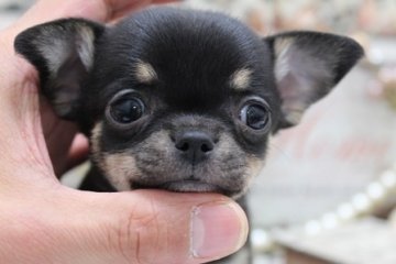 チワワ(スムース)【大阪府・女の子・2013年11月8日・ブラッククリーム】の写真「とっても可愛いお顔したスムチーちゃん♪」
