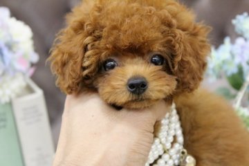 トイプードル(ティーカップ)【大阪府・女の子・2014年5月20日・レッド】の写真「成犬時予想体重１．８㌔未満！！」