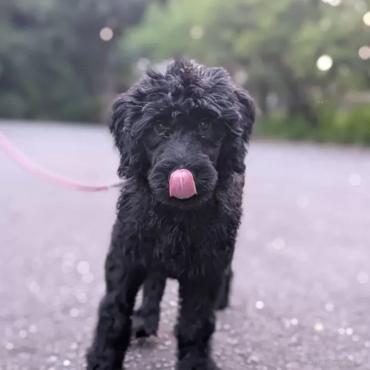 ID:2505-07795の子犬