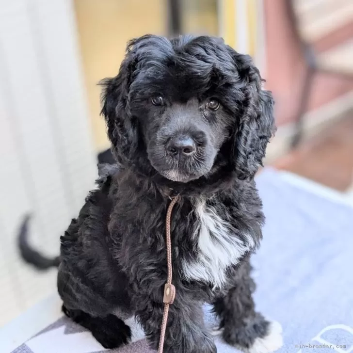 ID：2501-03019の子犬