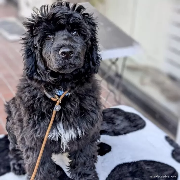 ID：2412-02822の子犬
