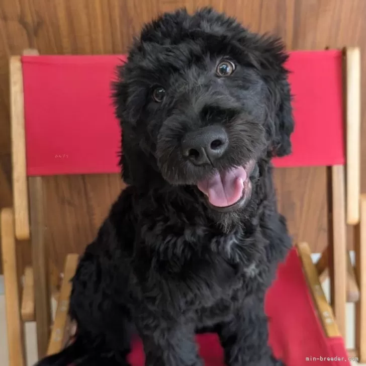 bow 様のお迎えした子犬