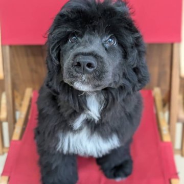 ポーチュギーズ・ウォーター・ドッグ【東京都・男の子・2025年8月2日・ブラック&ホワイト】の写真「愛嬌たっぷり！
鼻も太め！お父さん似」