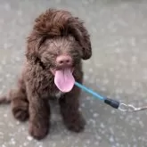 ポーチュギーズ・ウォーター・ドッグ