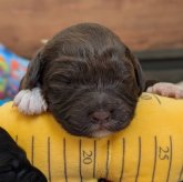 ポーチュギーズ・ウォーター・ドッグ