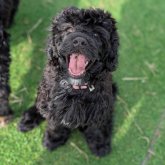 ポーチュギーズ・ウォーター・ドッグ