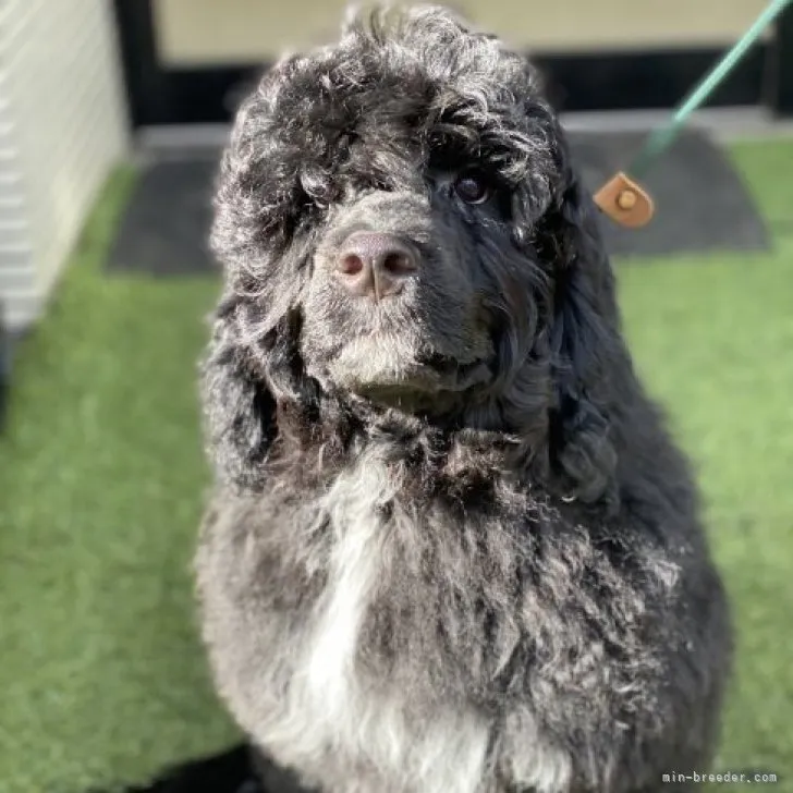 ID：2302-00987の子犬