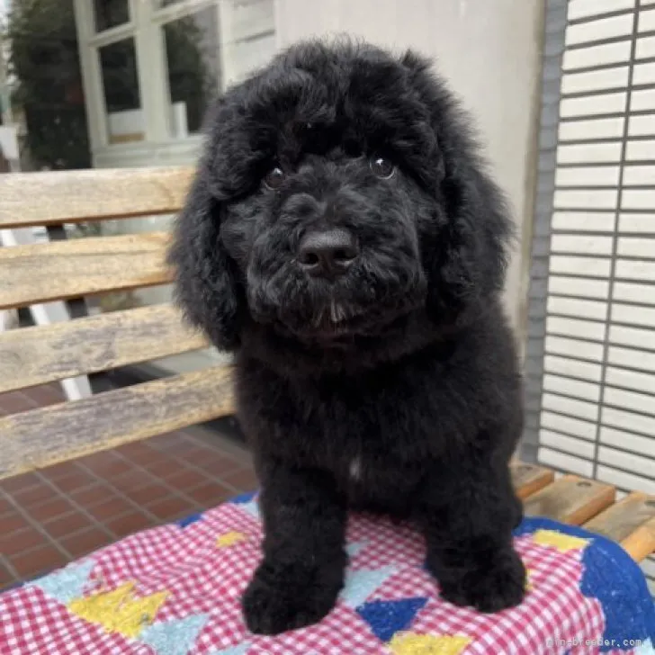 ID：2301-03201の子犬