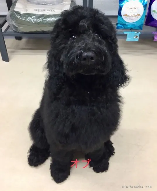 ID:1902-00472の子犬