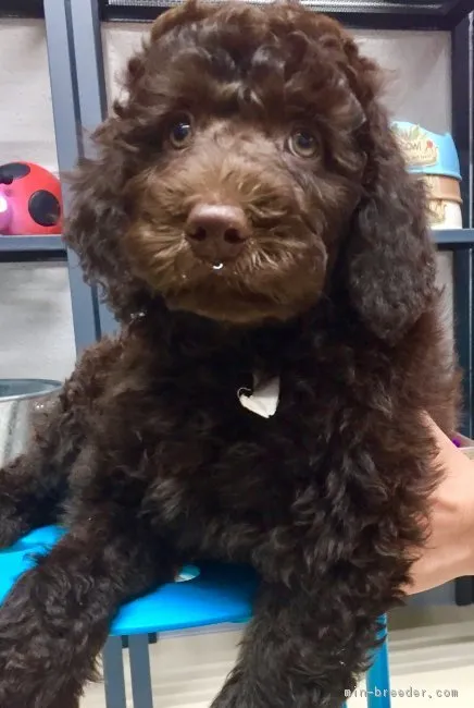 ID：1810-01216の子犬