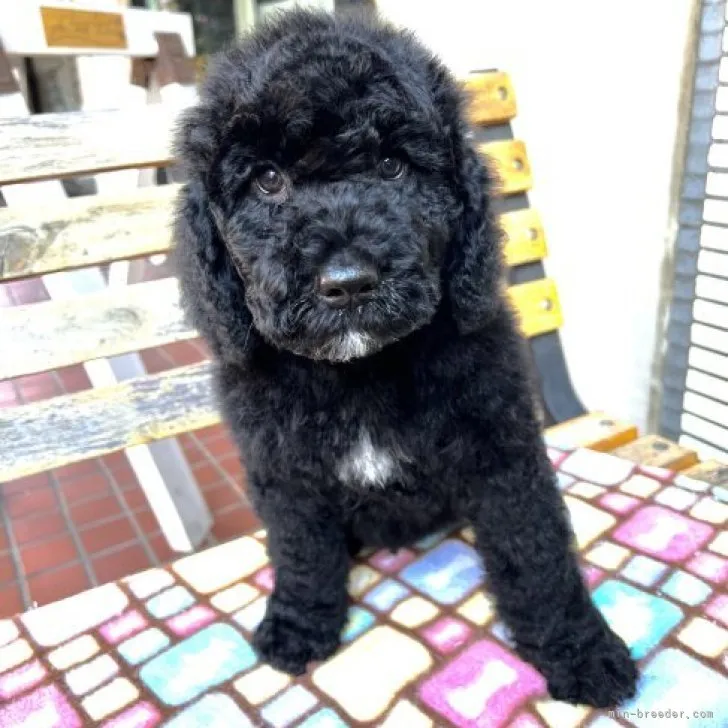 ID：2211-03950の子犬