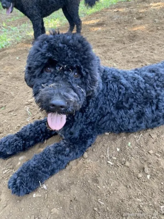 ID：2202-00929の子犬