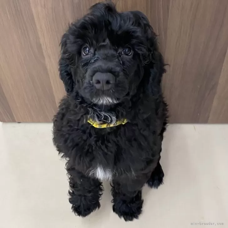 ID:2407-04778の子犬